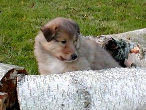 album/photo-portee-b_chiot-5s-3.jpg