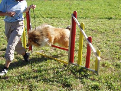 album/photo-portee-c-2004-09-19-Tyrtee-agility.jpg