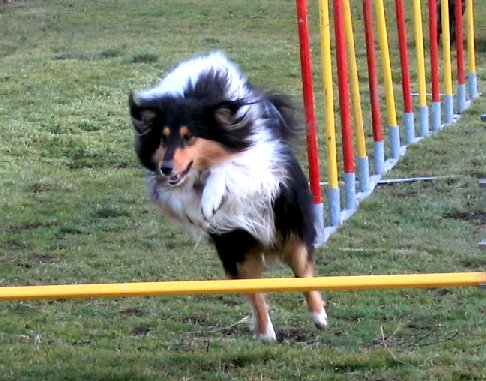 album/photo-portee-d-2005-03-05-dreamy-agility-4.jpg