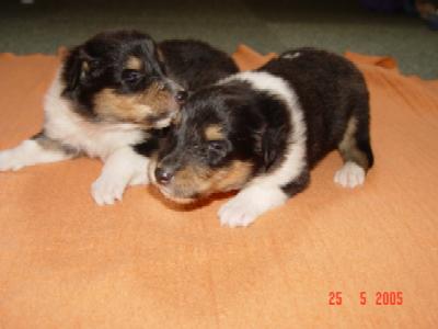 album/photo-portee-g-2005-05-25-males-trico.jpg