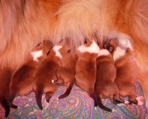 album/photo-portee-j-chiots-jour-07-11.jpg